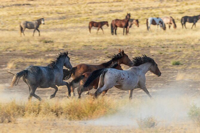 Extra Luxury tour for up to 7 to Antelope Canyon X and Horseshoes - Private Ride From Las Vegas: Comfort for a 5-Hour-Each-Way Reality